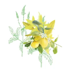 Mademoiselle ProvenceExfoliant 98,7% Naturel Dynamisant Pour Le Corps - Verveine & Citron300ml